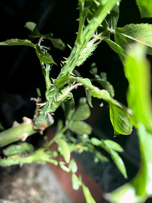 バラにいたお腹が黄色い虫 チュウレンジハバチ