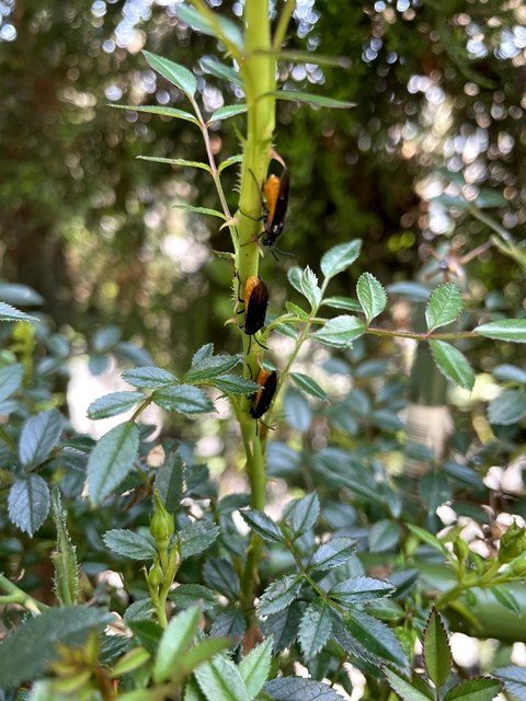 バラにいたお腹が黄色い虫 チュウレンジハバチ