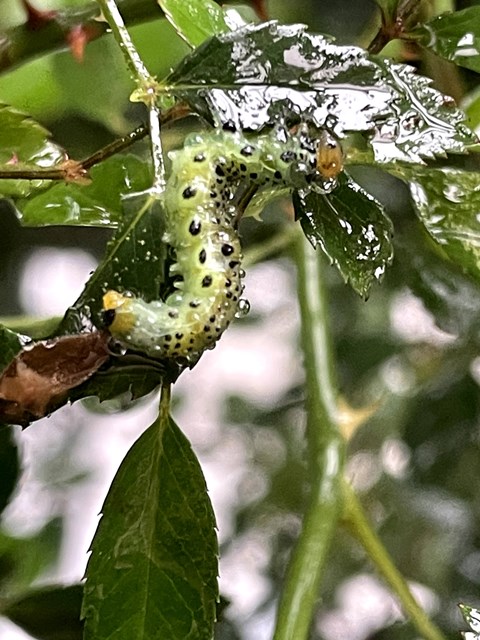 バラにいたお腹が黄色い虫 チュウレンジハバチ