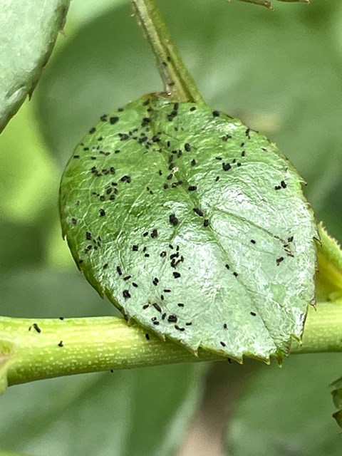 チュウレンジハバチ幼虫の糞
